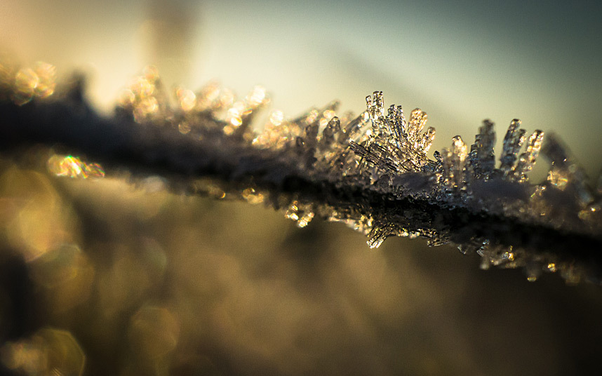 Macro-Photographs-Mikael-Buck-008