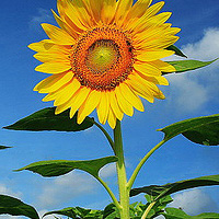 sunflower-advertisement-1.jpg