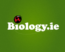 Graphic Logo Designs - Bilogyie