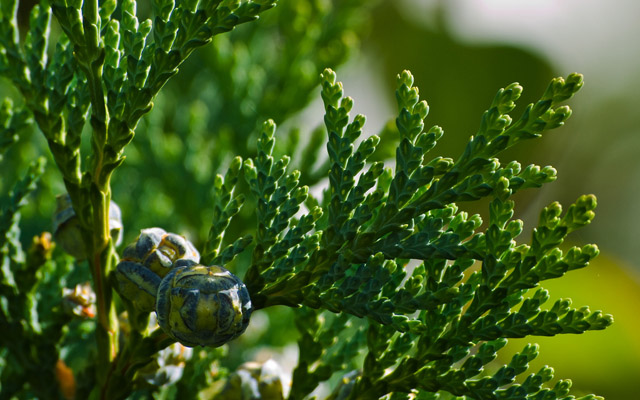 nature-wallpapers-1
