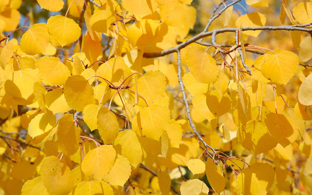 nature-wallpapers-10