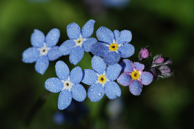 nature-wallpapers-19