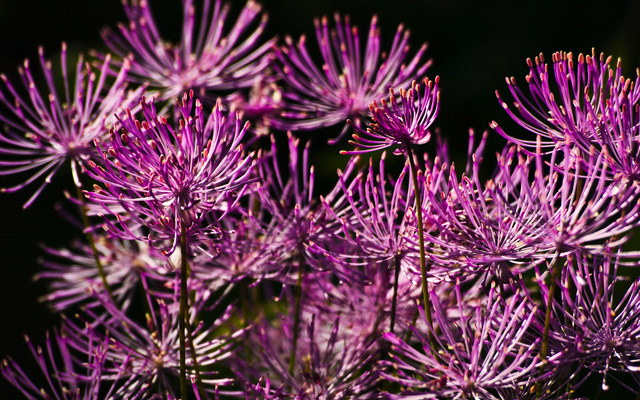 nature-wallpapers-2