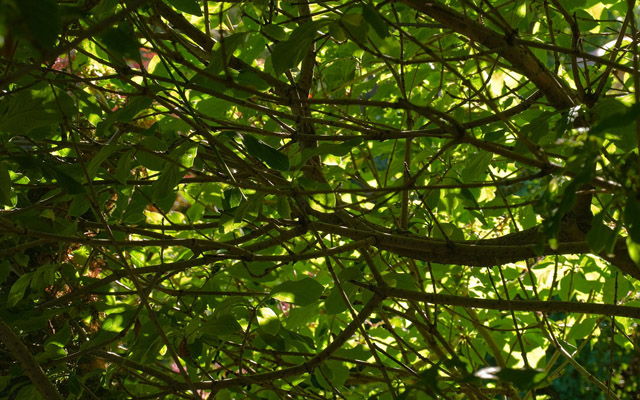nature-wallpapers-4