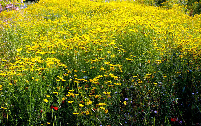 nature-wallpapers-7