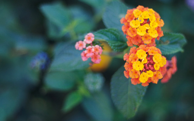 nature-wallpapers-8
