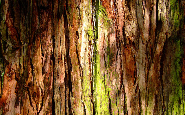 nature-wallpapers-9