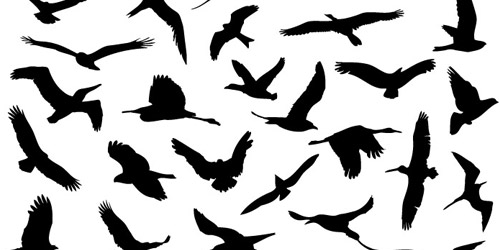 vector flying birds