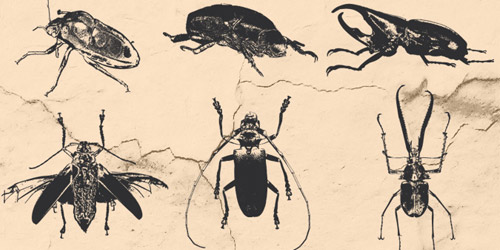 bettle vector pack