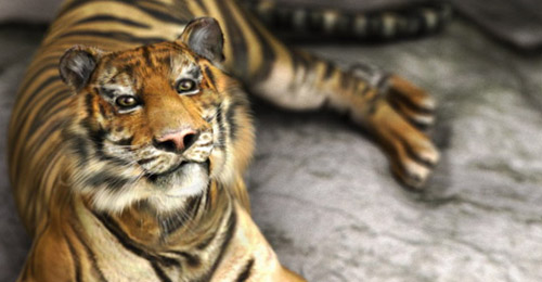 tiger zoo maya