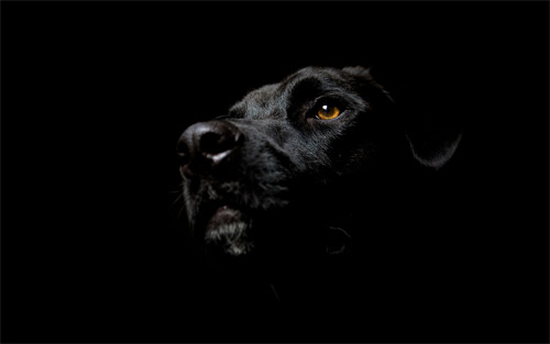 dog dark wallpaper
