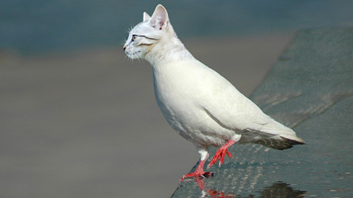 animal manipulation photo