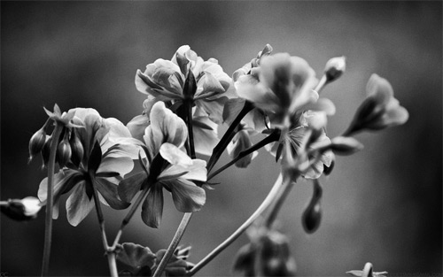geranium wallpaper