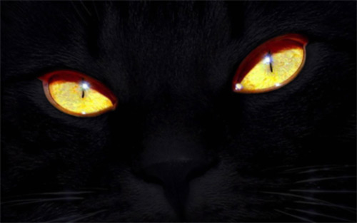 black cat wallpaper