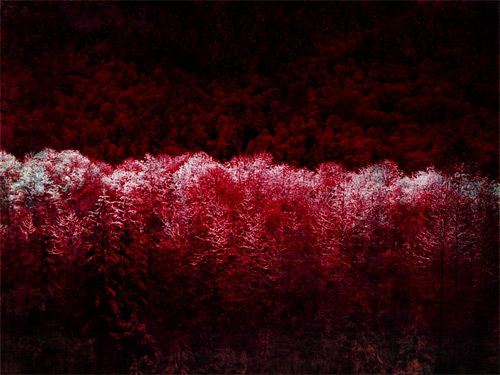 dark forest wallpaper