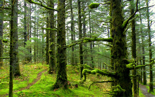 mossy forest wallpapers