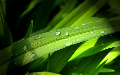 - 40 Free Widescreen Nature-Themed Wallpapers - 40 Free Widescreen Nature-Themed Wallpapers