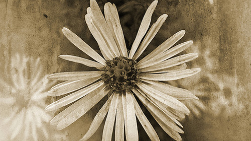 book ornaments brushes 3