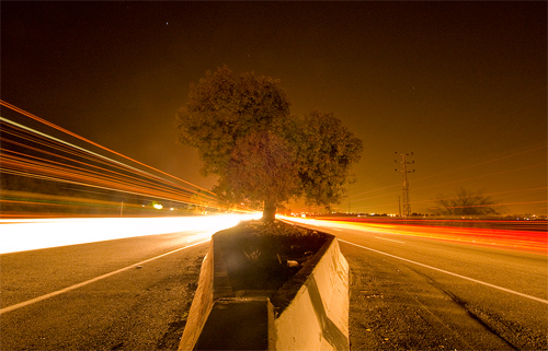 highway tree