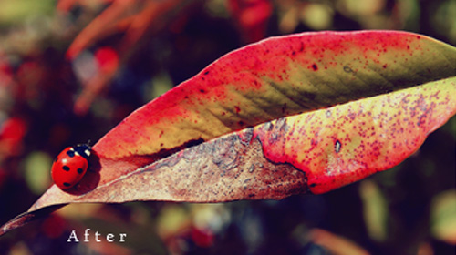 photoshop action nature colors