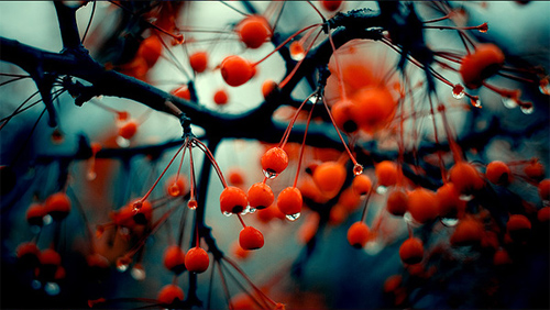 autumn colours