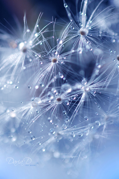 dandelions