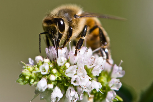macro bee