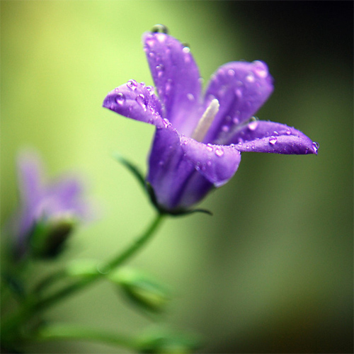 violet bell
