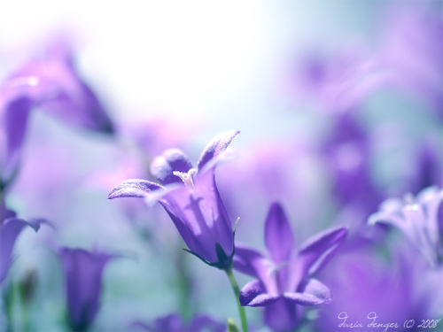 campanula