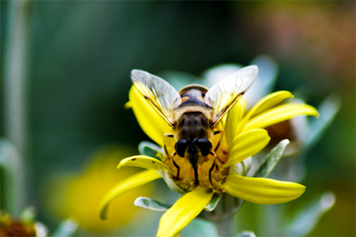 macro fly