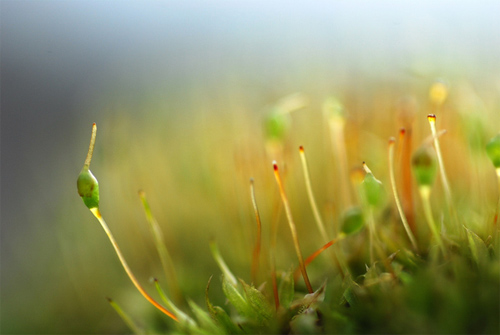 macro photography