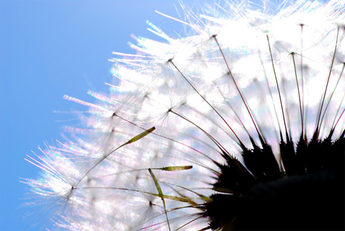 macro photography 2