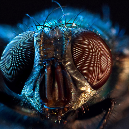 macro worx