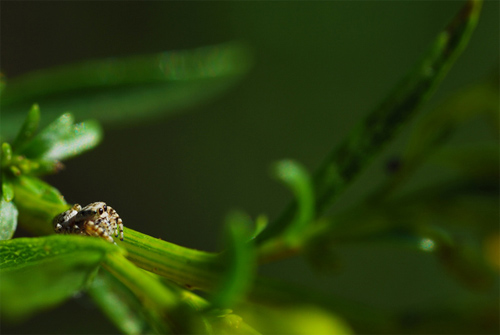 macro photography 3