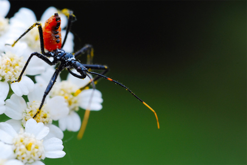 macro photography 4