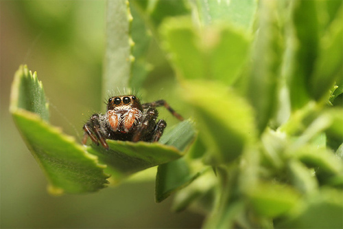 insectuality