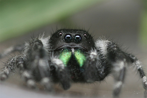 insectuality 2