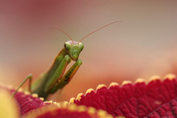 insectuality 3