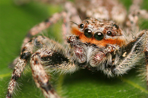 insectuality 4
