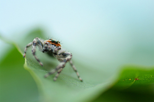 insectuality 5