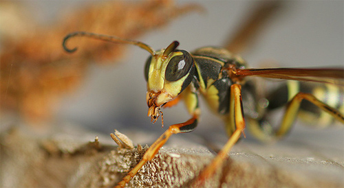 insectuality 6