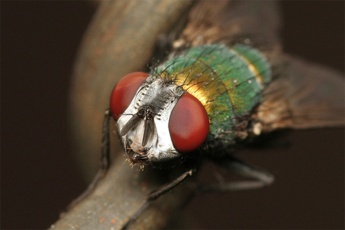 insectuality 7