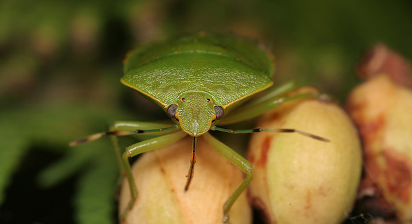 insectuality 8