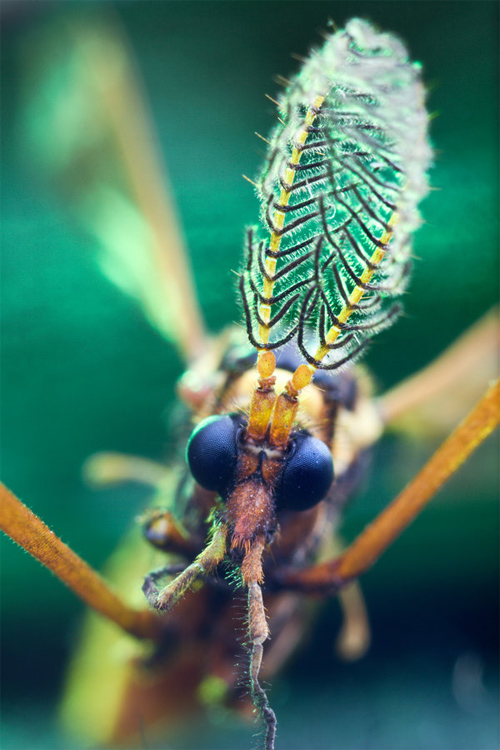 macro worx 2