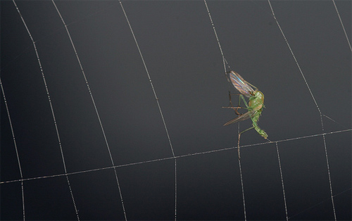 insectuality 9