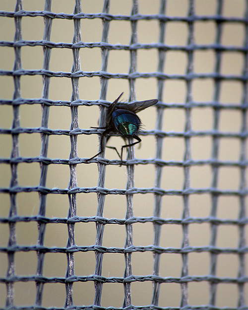 insectuality 10