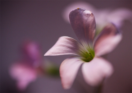 macro series pt xvi