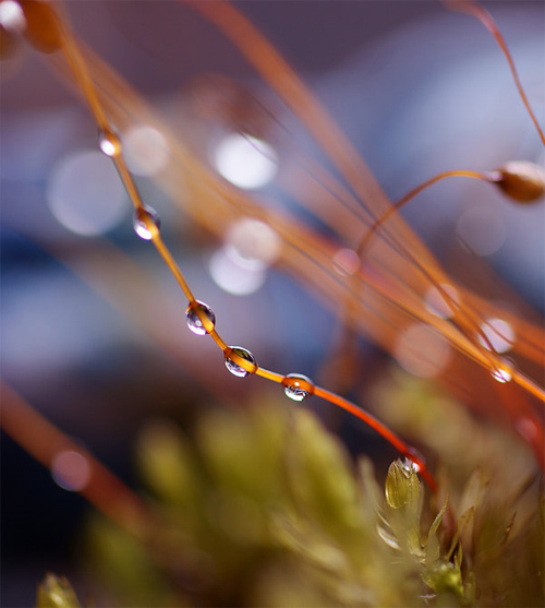 macro moss 2
