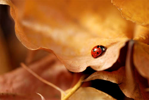 macro