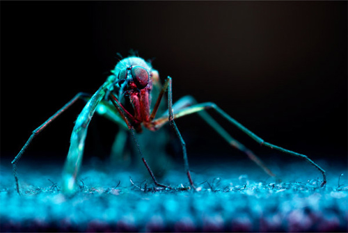 macro worx 3
